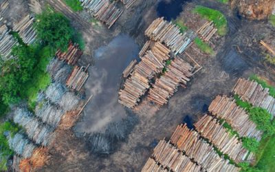 Is It Too Late To Save The Amazon Rainforest?
