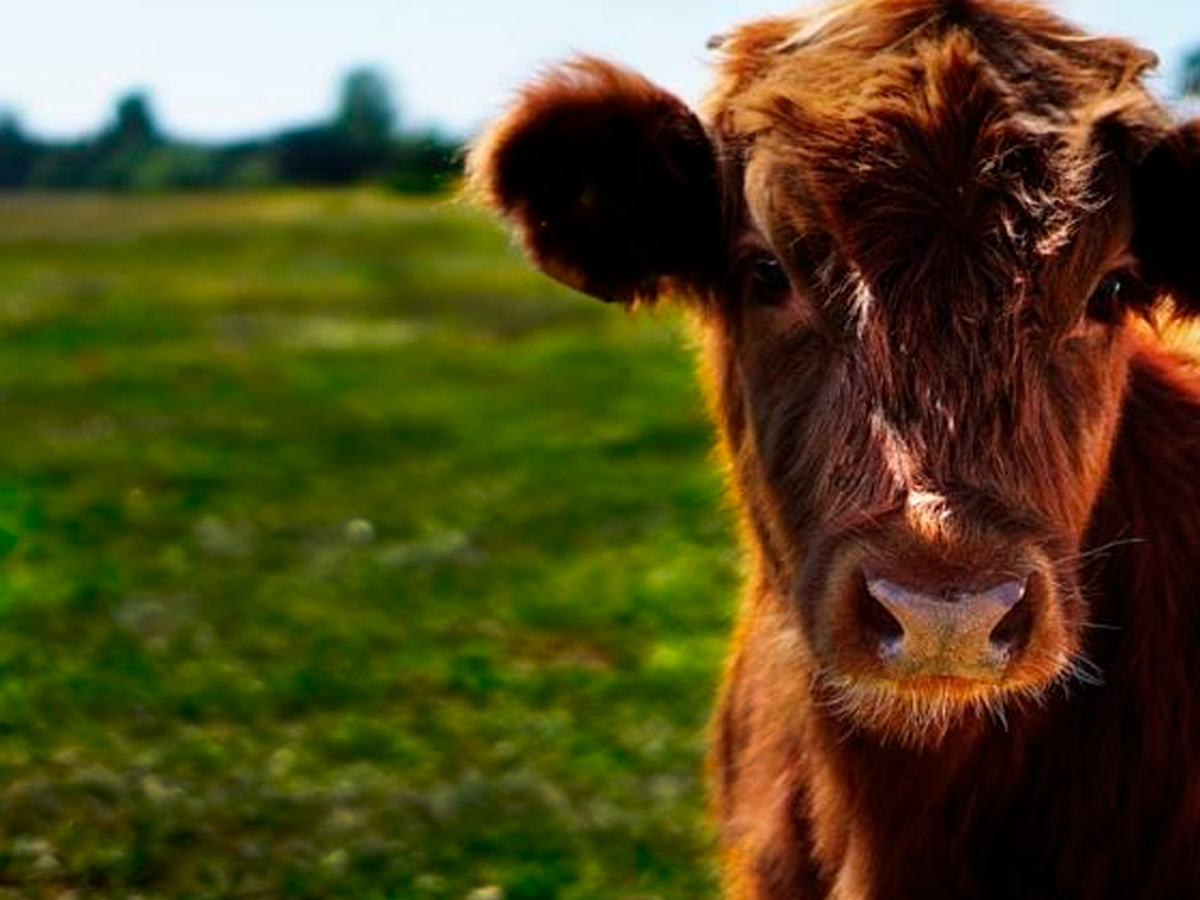 livestock farming and agriculture