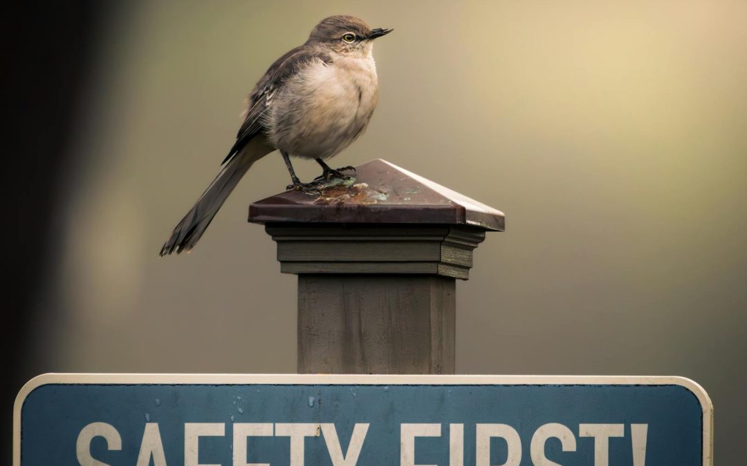 bird perched on safety first sign